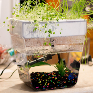 "Back to the Roots" Aquaponics Fish Tank Review